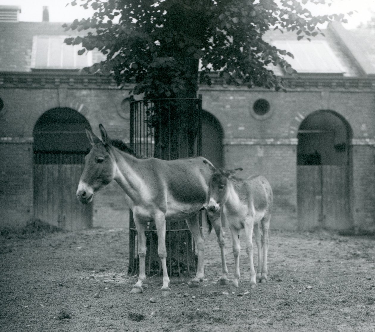 A Kiang and Her Foal Standing Under a Tree in Their Paddock, London Zoo (August 1927) by Frederick William Bond