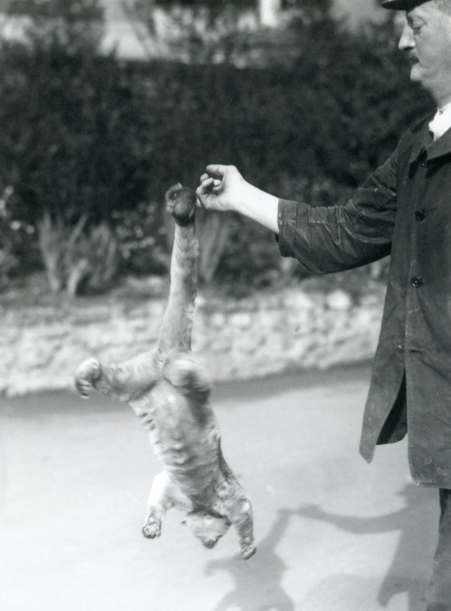 Kinkajou Suspended Upside Down, from a Keeper