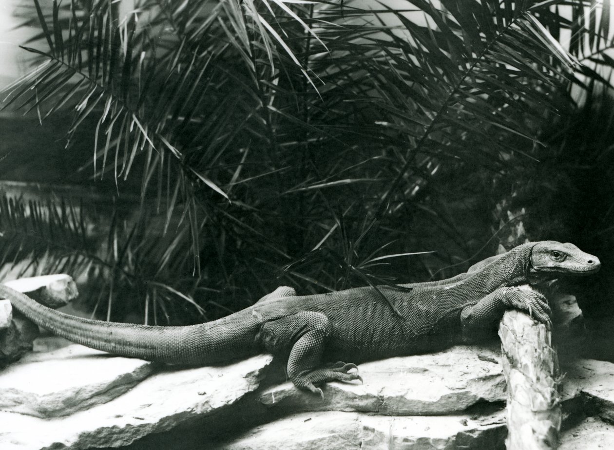 A Komodo Dragon resting its neck and forelegs up against a log at London Zoo in June 1927 by Frederick William Bond