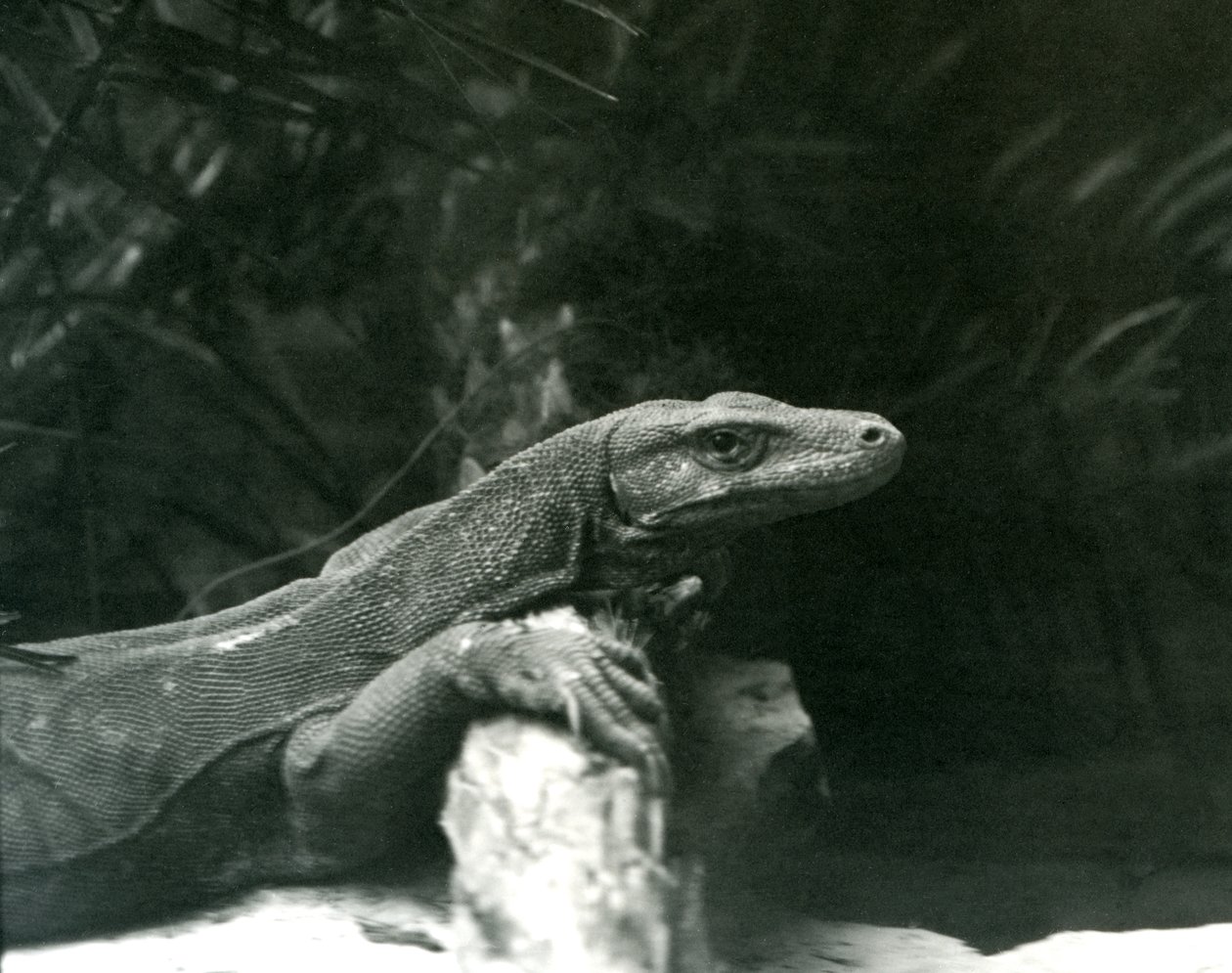 A Komodo Dragon resting its neck and forelegs up against a log at London Zoo in June 1927 by Frederick William Bond