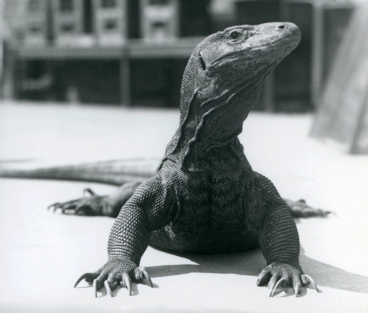A Komodo Dragon at London Zoo by Frederick William Bond