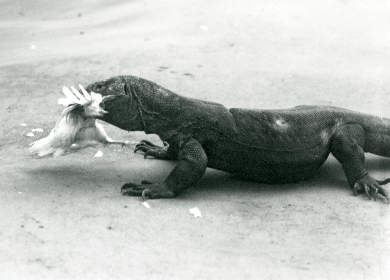 A Komodo Dragon Eating a Chicken, London Zoo by Frederick William Bond