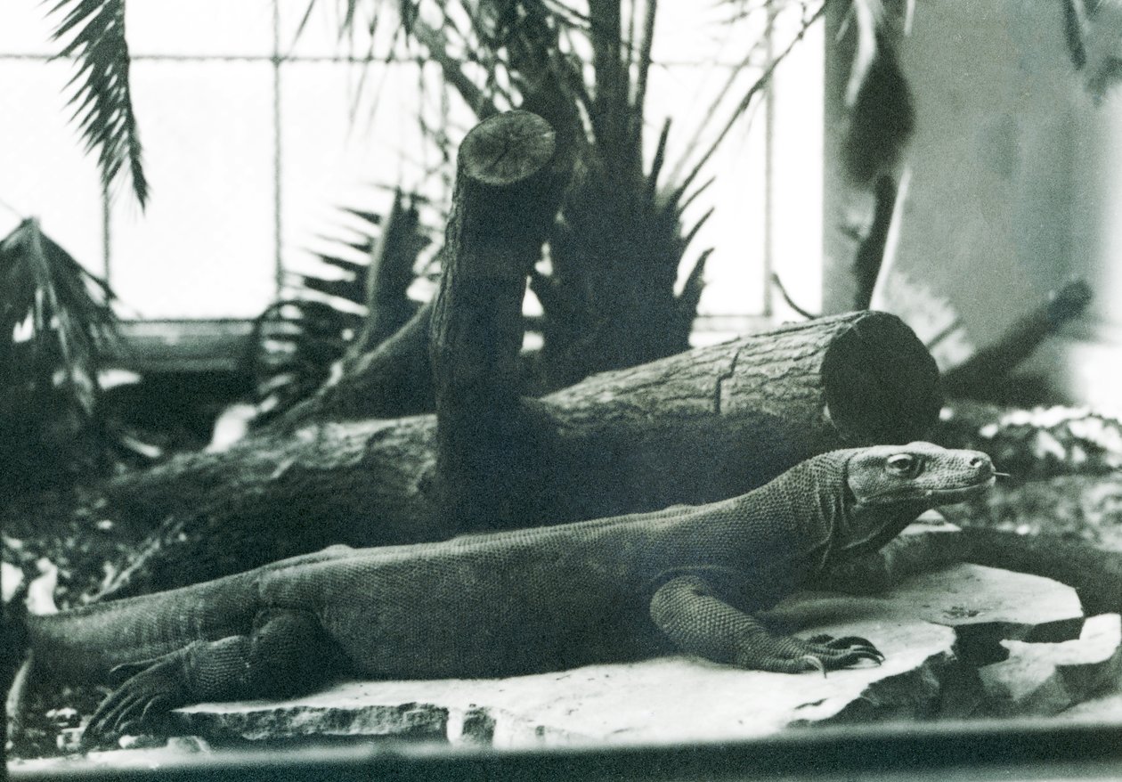 A Komodo Dragon in the Reptile House at London Zoo in August 1928 by Frederick William Bond