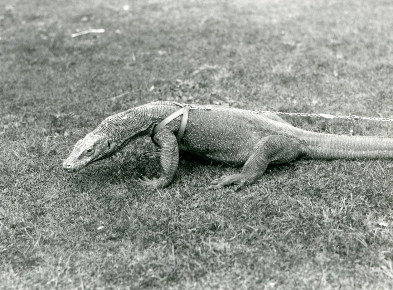 A Komodo Dragon out for a walk on a lawn, wearing a harness and leash by Frederick William Bond