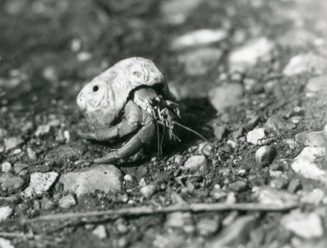 A Land Hermit Crab, London Zoo by Frederick William Bond