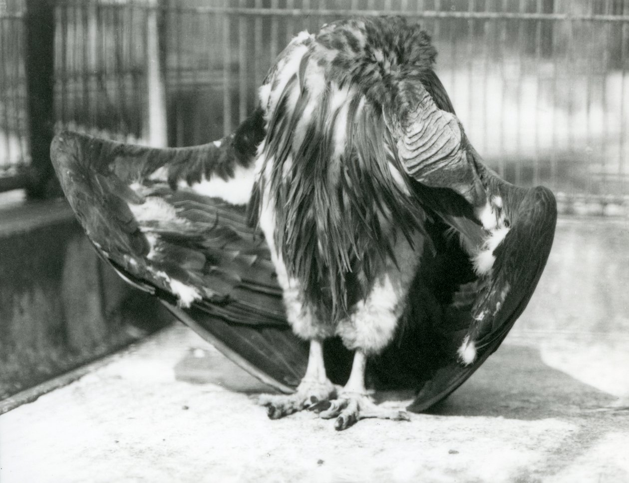 A Lappet-faced Vulture Standing on the Floor of Its Enclosure, Preening Its Wing Feathers, London Zoo by Frederick William Bond