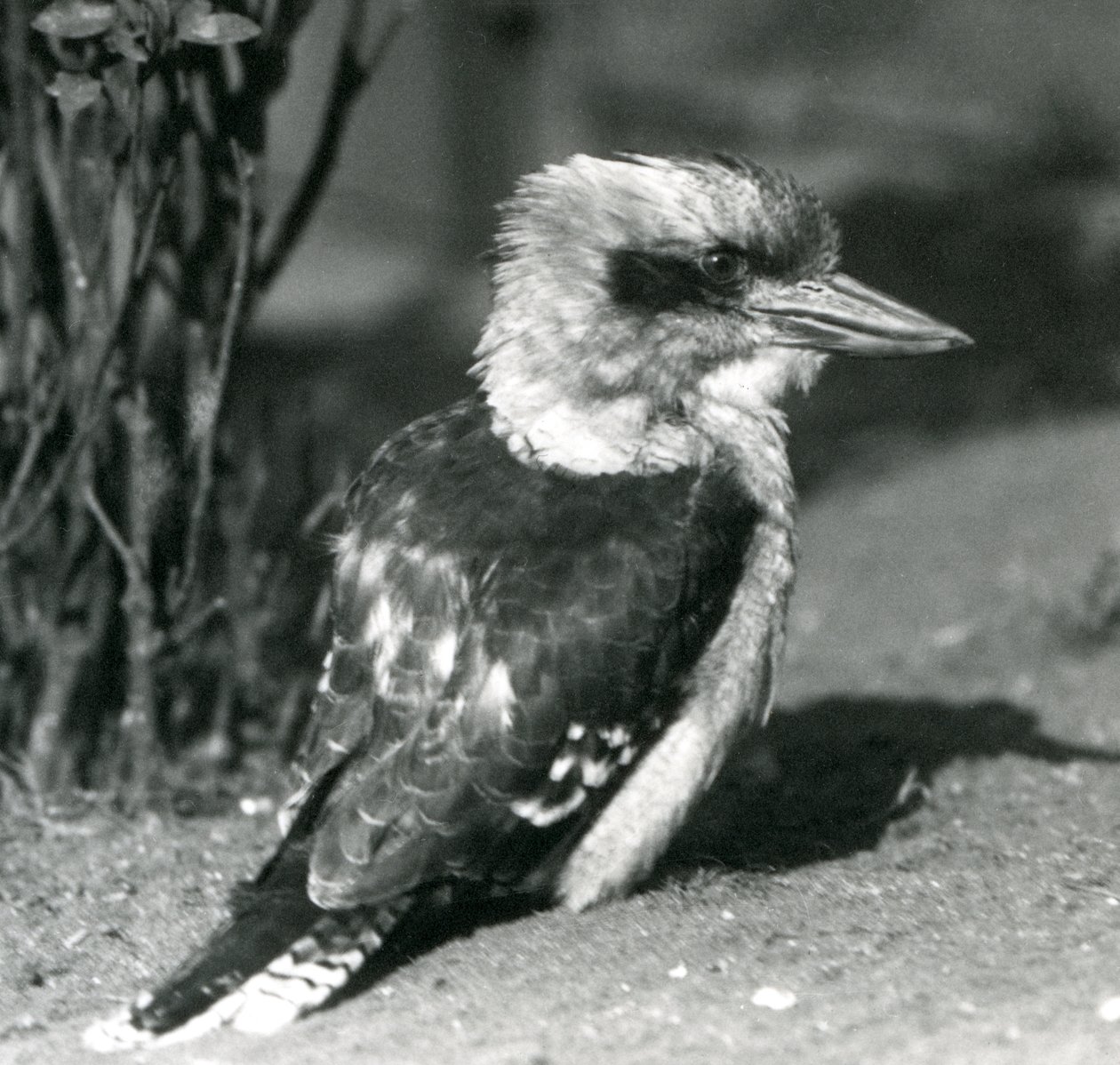 A Laughing Kookaburra at London Zoo in April 1925 by Frederick William Bond