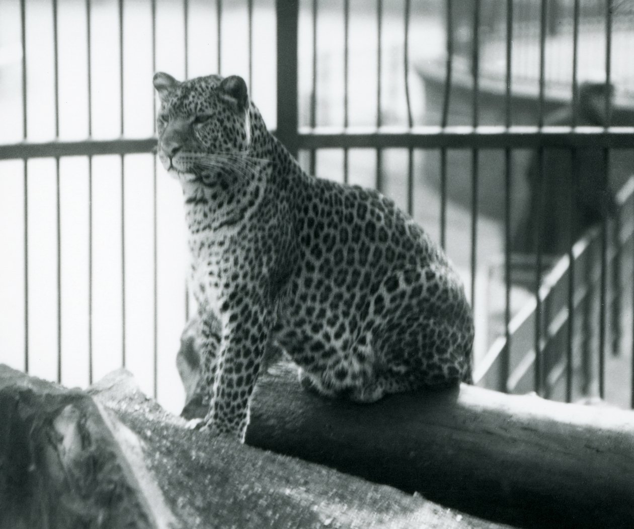 Leopard Sitting on a Log in Its Enclosure at London Zoo, September 1925 by Frederick William Bond