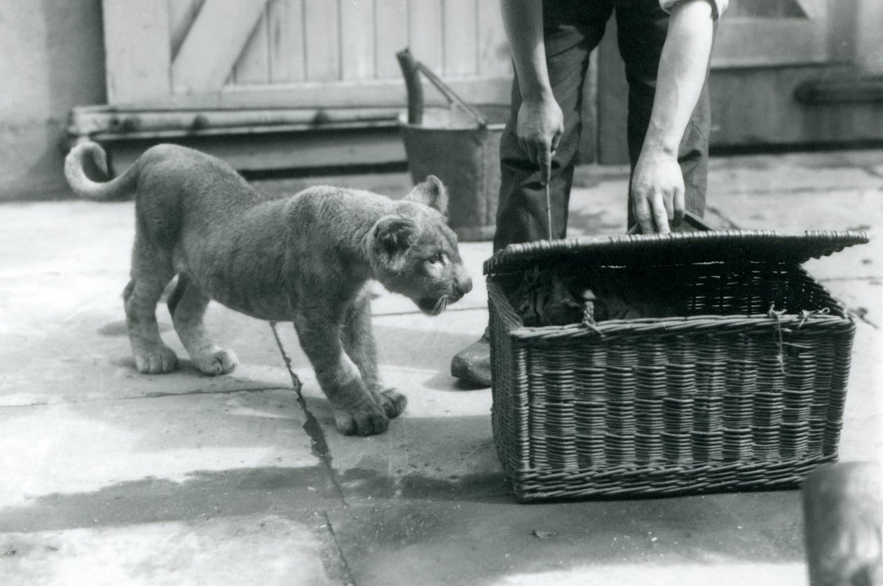 Lion Cub Looking at a Tiger Cub in a Wicker Basket, Which a Keeper Is Opening, London Zoo, September 1925 by Frederick William Bond