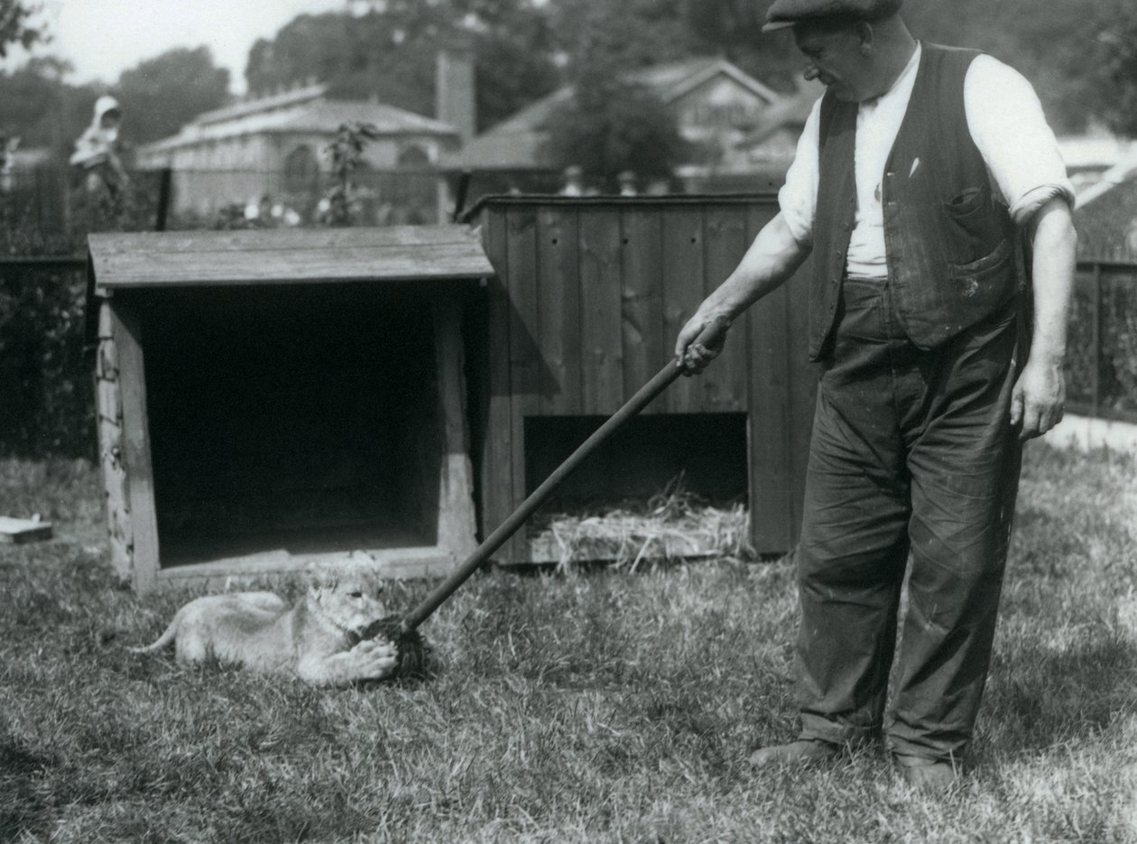 Lion Cub Playing with a Mop, Held by Its Keeper, on the Grass in Front of Its Den, London Zoo, September 1925 by Frederick William Bond