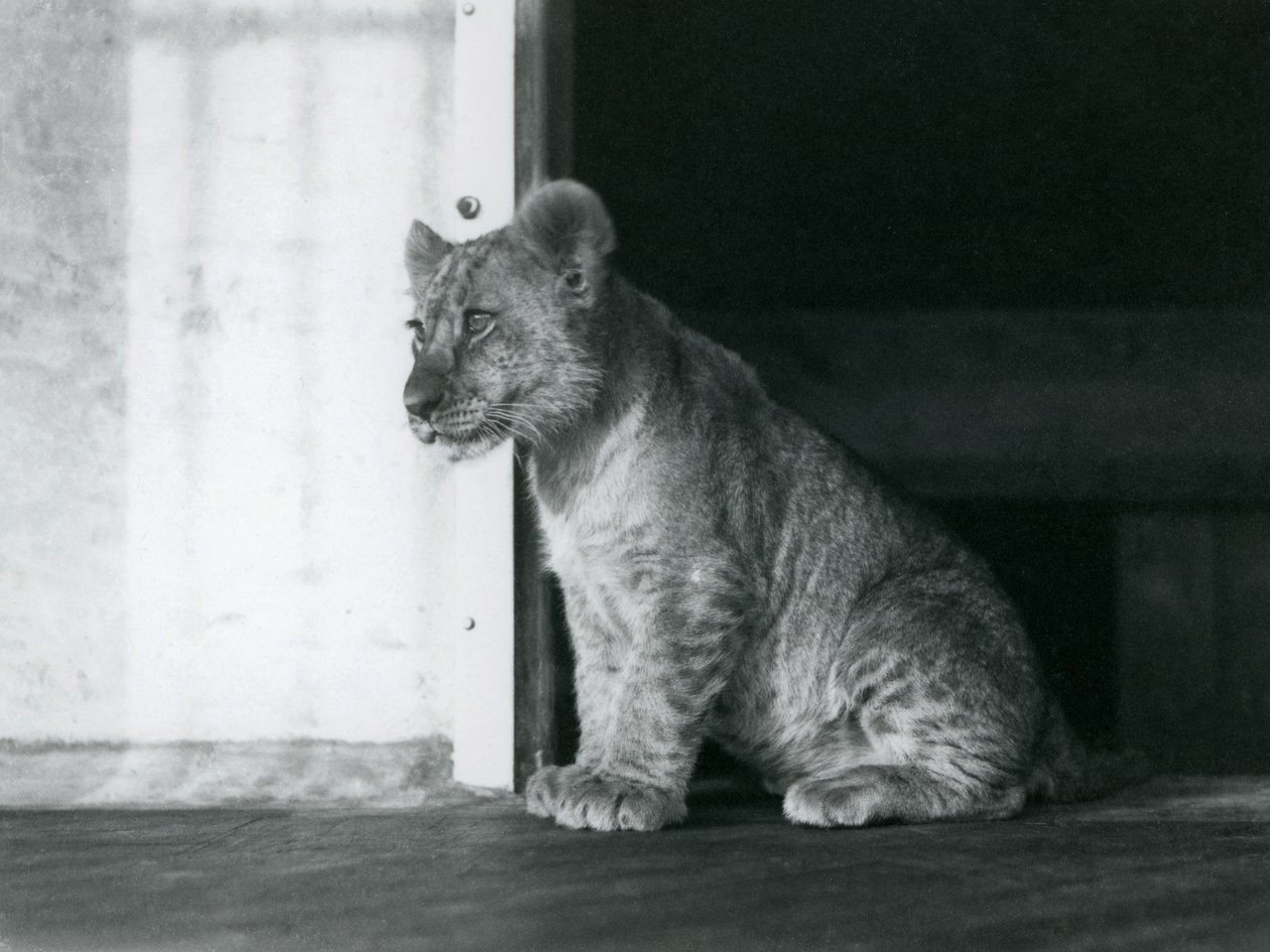 A Lion Cub Sitting on the Floor at London Zoo in 1930 by Frederick William Bond