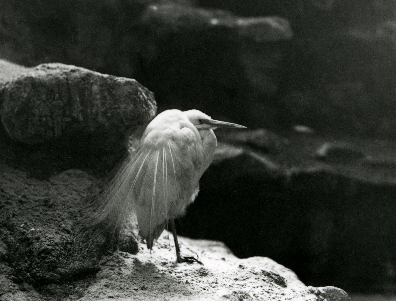 A Little Egret Resting Amongst Rocks at London Zoo in 1930 by Frederick William Bond