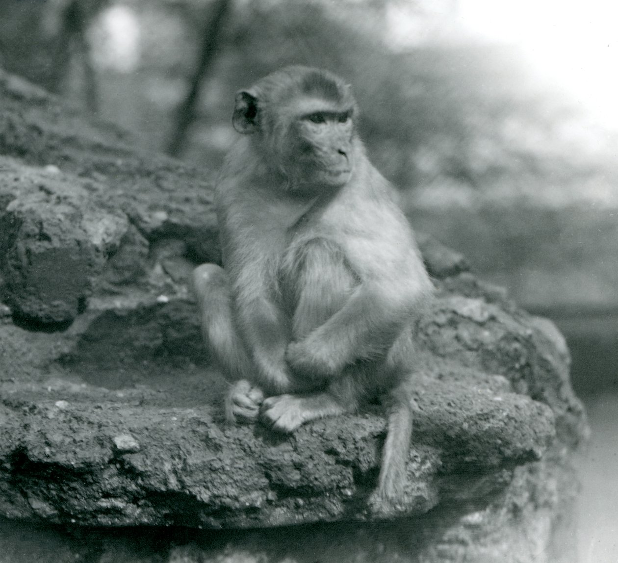 A Macaque sitting on a rock at London Zoo by Frederick William Bond