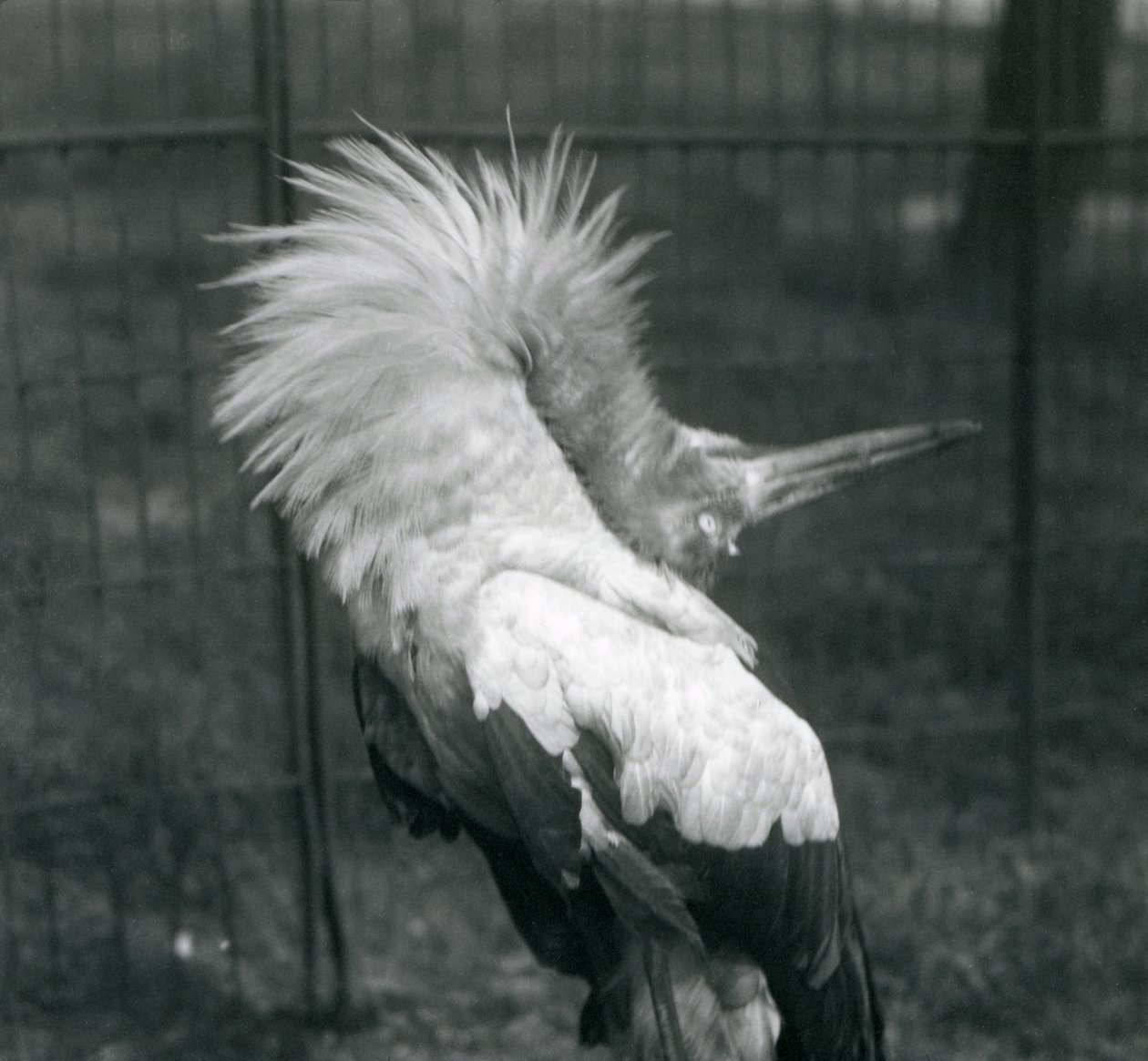 A Maguari Stork Performing the Up-Down Display, London Zoo, July 1925 by Frederick William Bond
