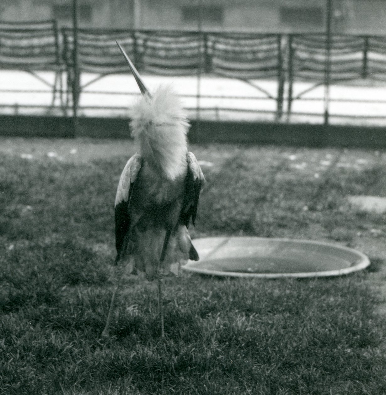 A Maguari Stork performing the up-down display, London Zoo, July 1925 by Frederick William Bond