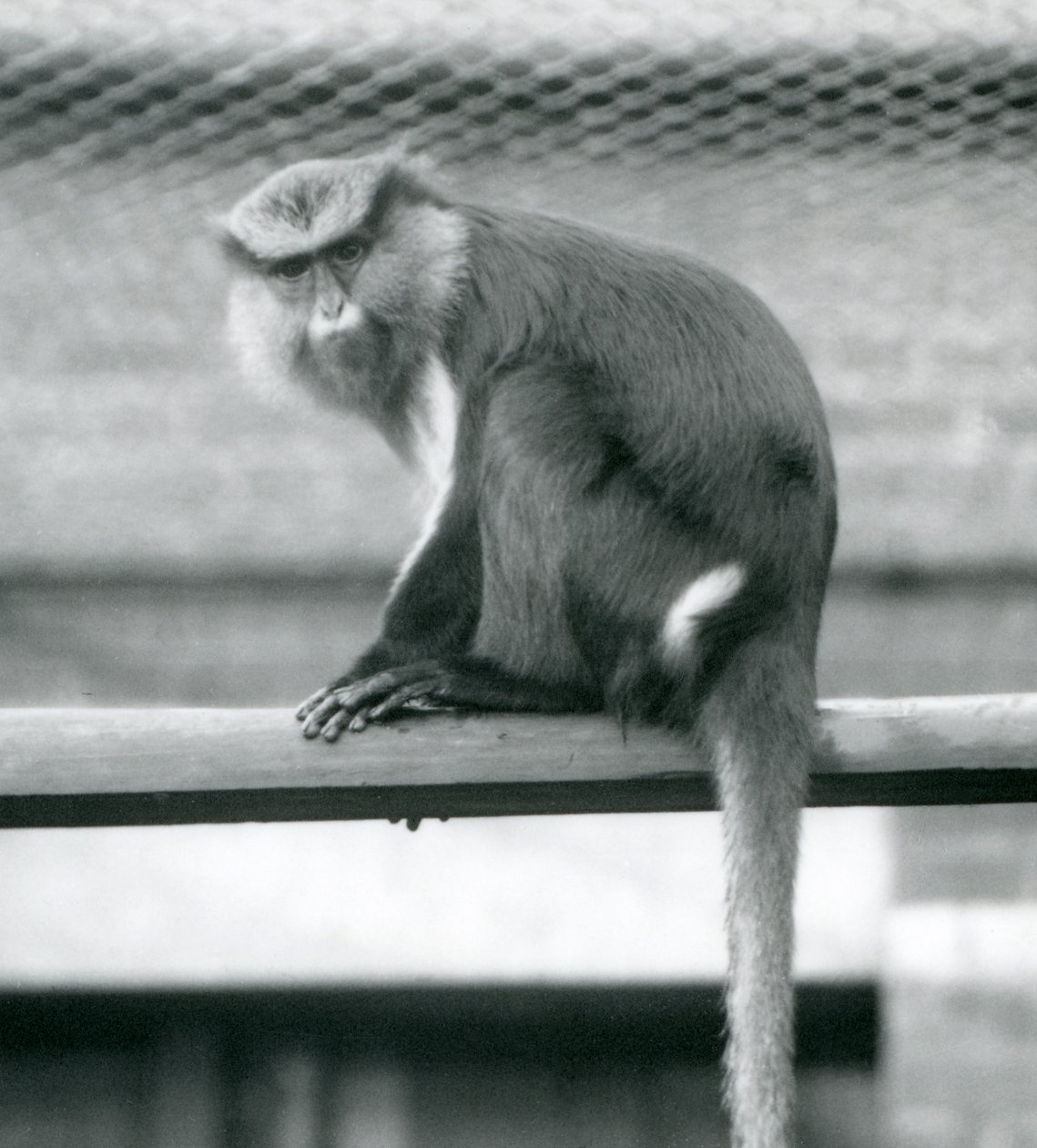 A Mona Monkey sitting on a horizontal pole in its enclosure at London Zoo in September 1925 by Frederick William Bond