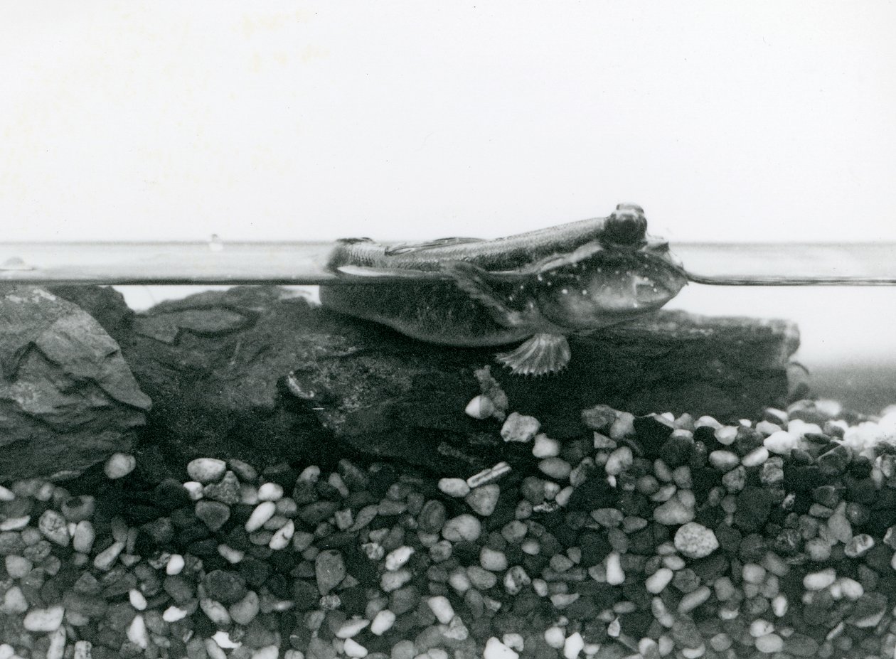 A Mudskipper, Resting on Submerged Rocks, with Its Eyes Above Water, London Zoo by Frederick William Bond
