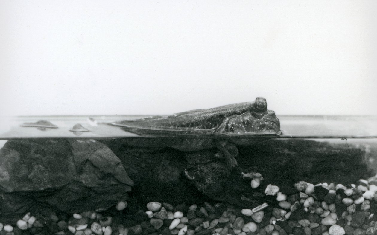 A Mudskipper, resting on submerged rocks, with the top half of its body above water, London Zoo by Frederick William Bond