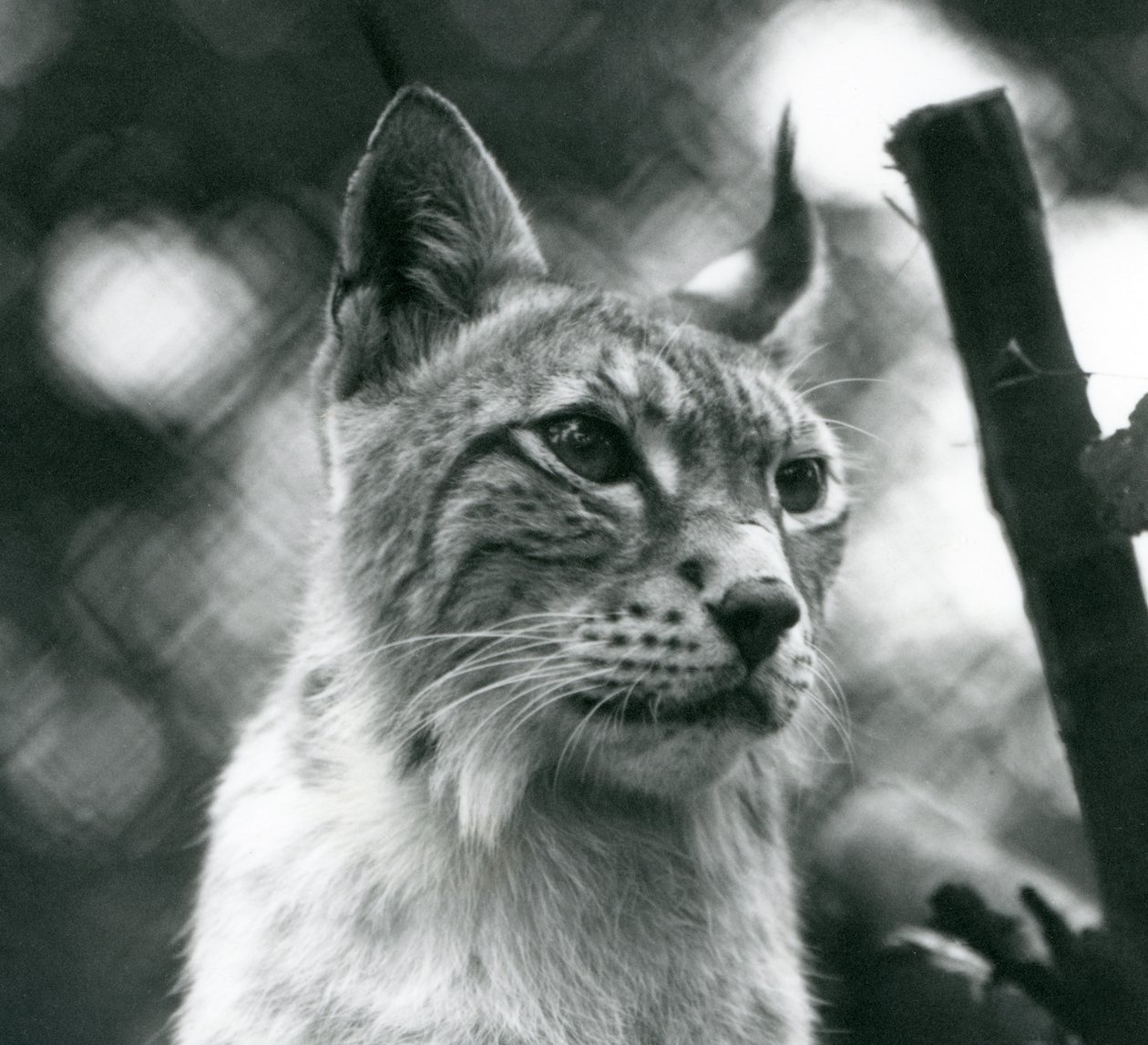 A Northern Lynx at London Zoo, July 1925 by Frederick William Bond