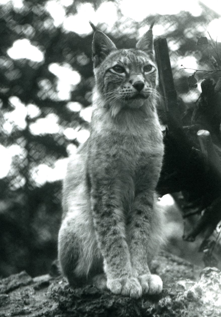 A Northern Lynx Sitting Up at London Zoo, July 1925 by Frederick William Bond
