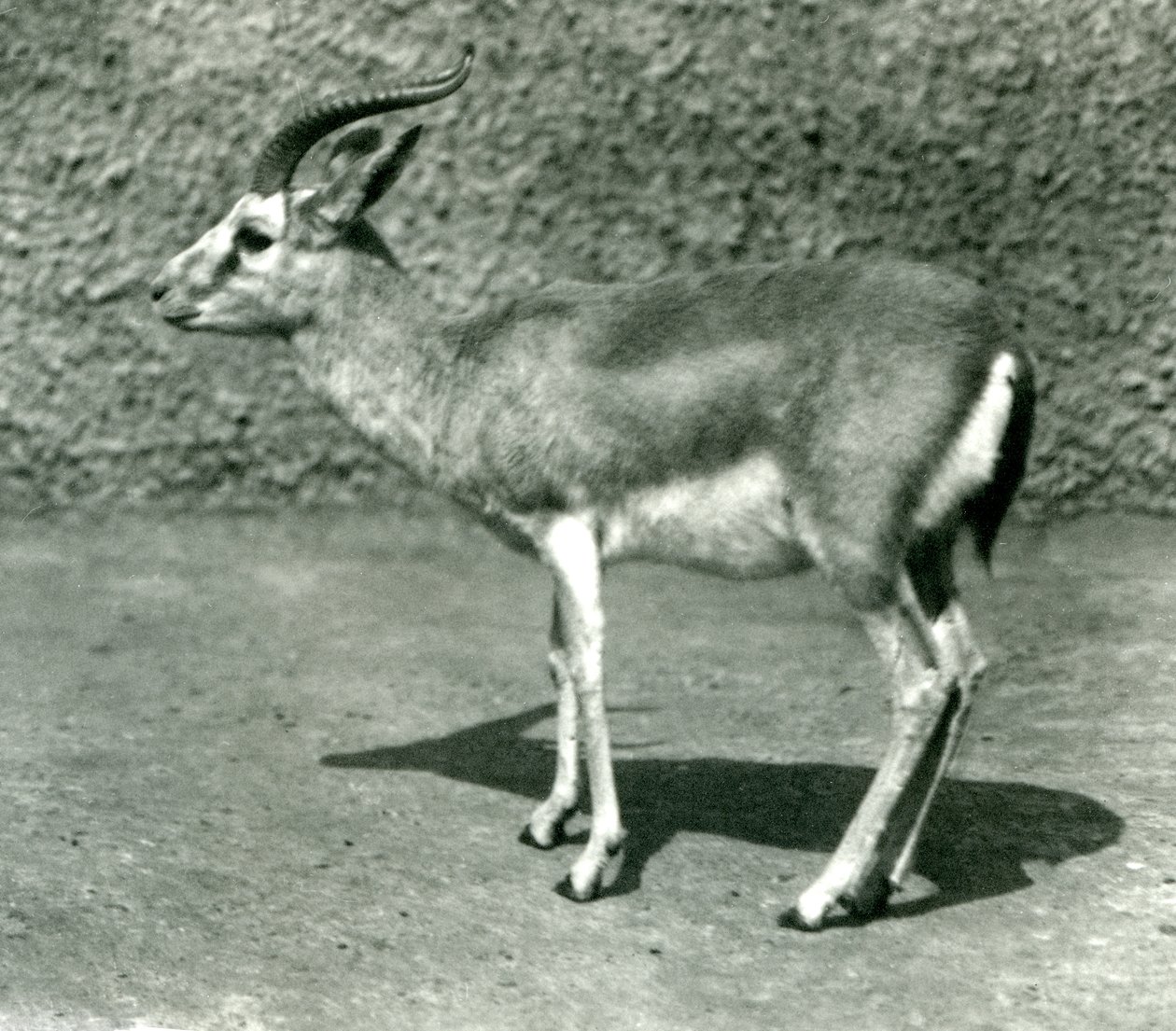 A Persian Gazelle at London Zoo in June 1925 by Frederick William Bond