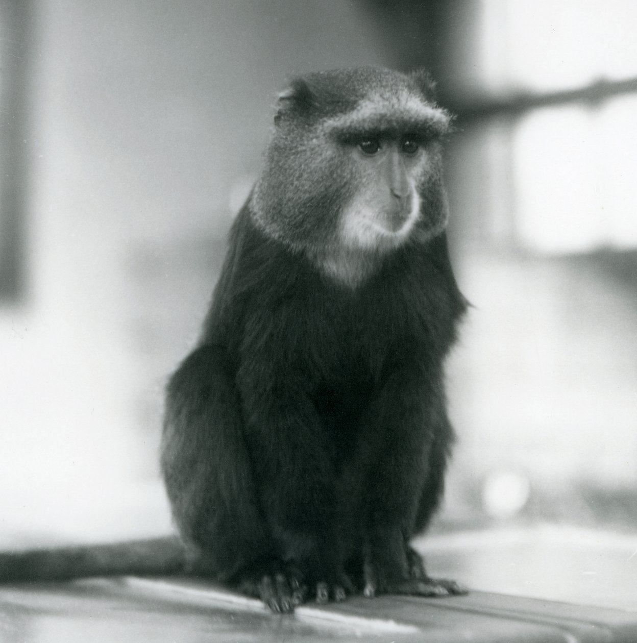 A Pluto Monkey, or Blue Monkey, sitting on a bench, London Zoo by Frederick William Bond