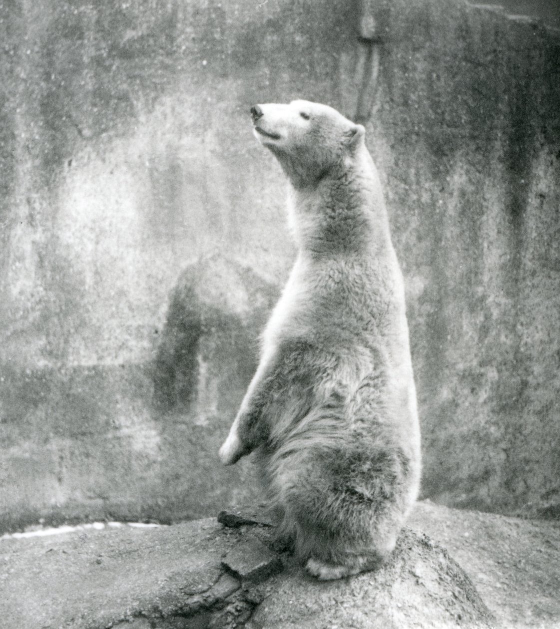 A Polar Bear Sitting Up on His Haunches at London Zoo in 1929 by Frederick William Bond