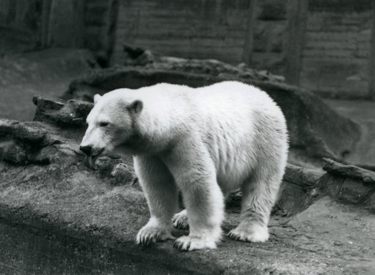 A Polar Bear Standing at the Edge of Its Enclosure at the Base of the Mappin Terraces, London Zoo, September 1928 by Frederick William Bond