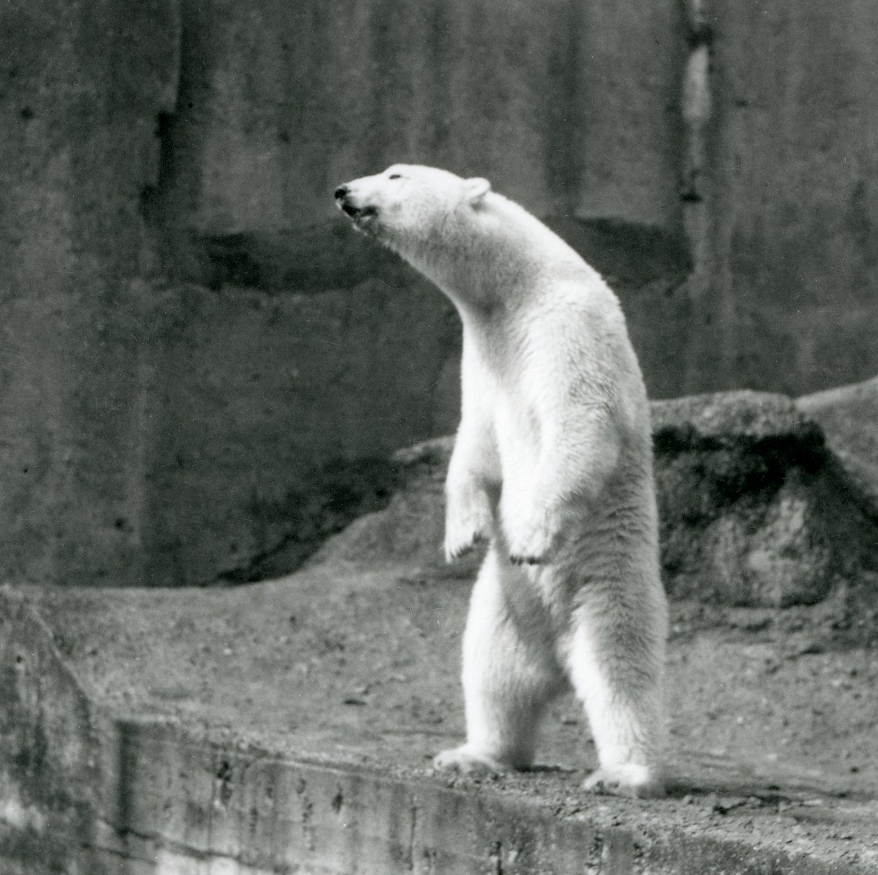 A Polar Bear Standing Tall on Its Hind Legs at the Edge of Its Enclosure on the Mappin Terraces, London Zoo by Frederick William Bond