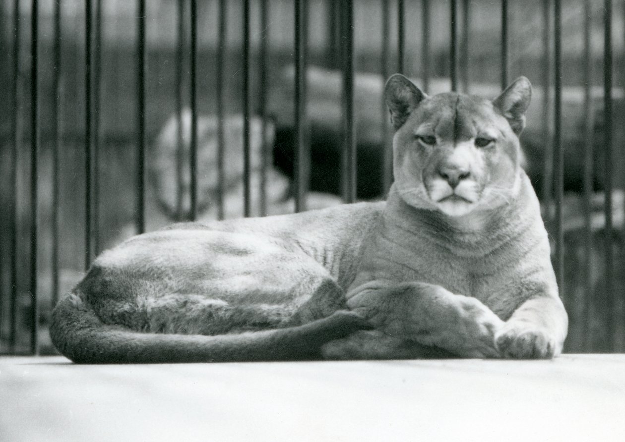 A Puma/Cougar/Mountain Lion lying in its enclosure at London Zoo in June 1925 by Frederick William Bond
