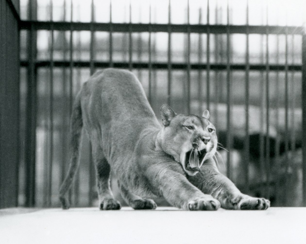 Puma Yawning at London Zoo, June 1925 by Frederick William Bond