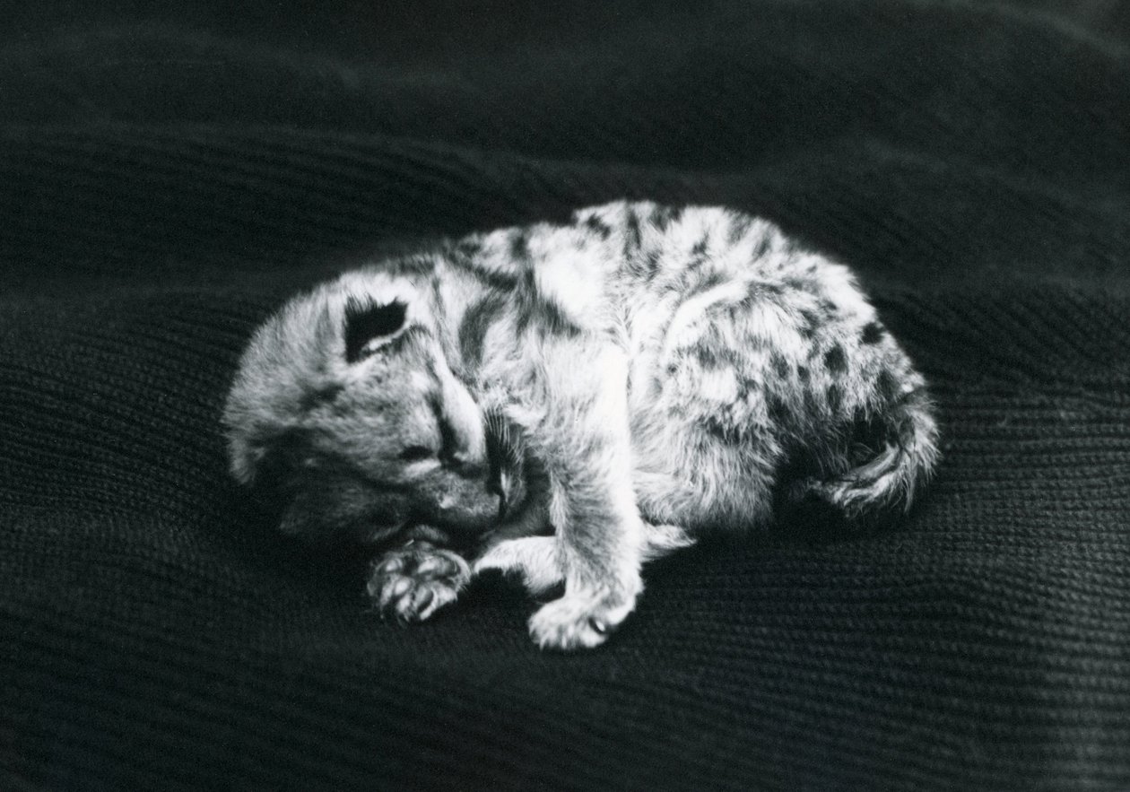 A Puma cub at London Zoo by Frederick William Bond