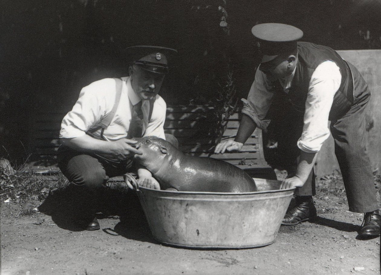 A Pygmy Hippo having a soak at ZSL London Zoo, August 1928 by Frederick William Bond
