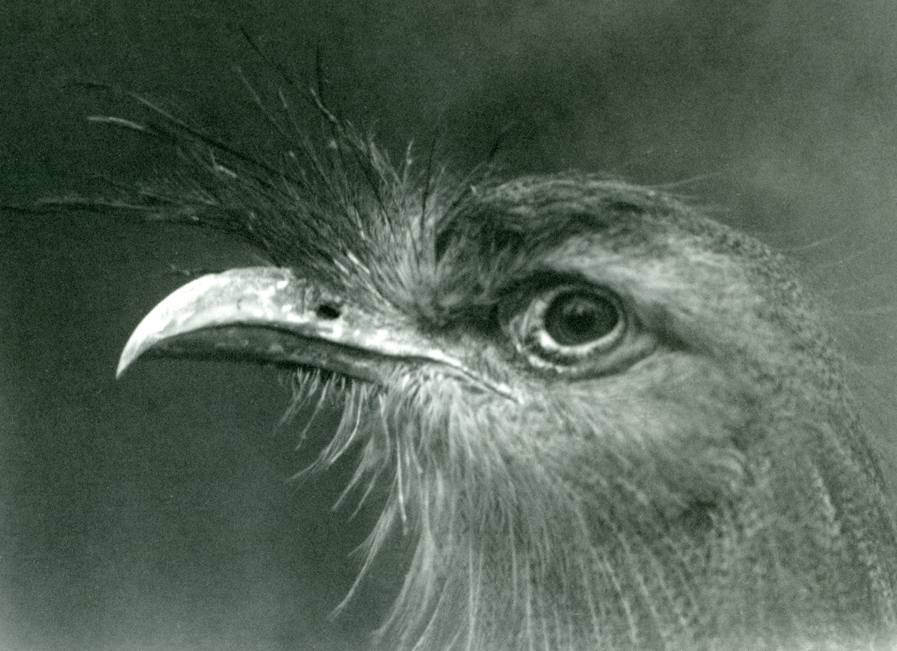 A Red-legged Seriema at London Zoo in 1924 by Frederick William Bond