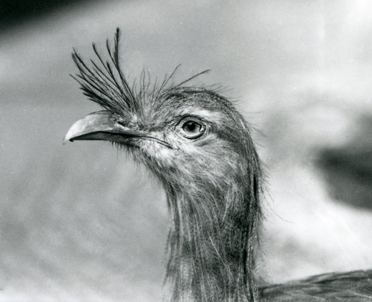 A Red-legged Seriema at London Zoo in 1929 by Frederick William Bond