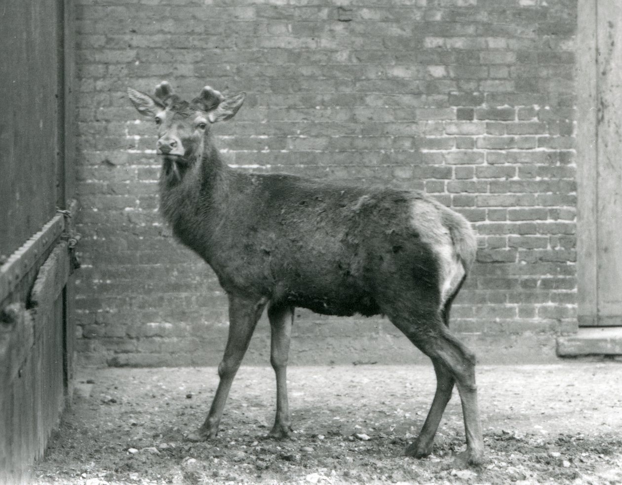 A Red Deer Stag with Budding Antlers, London Zoo, August 1928 by Frederick William Bond