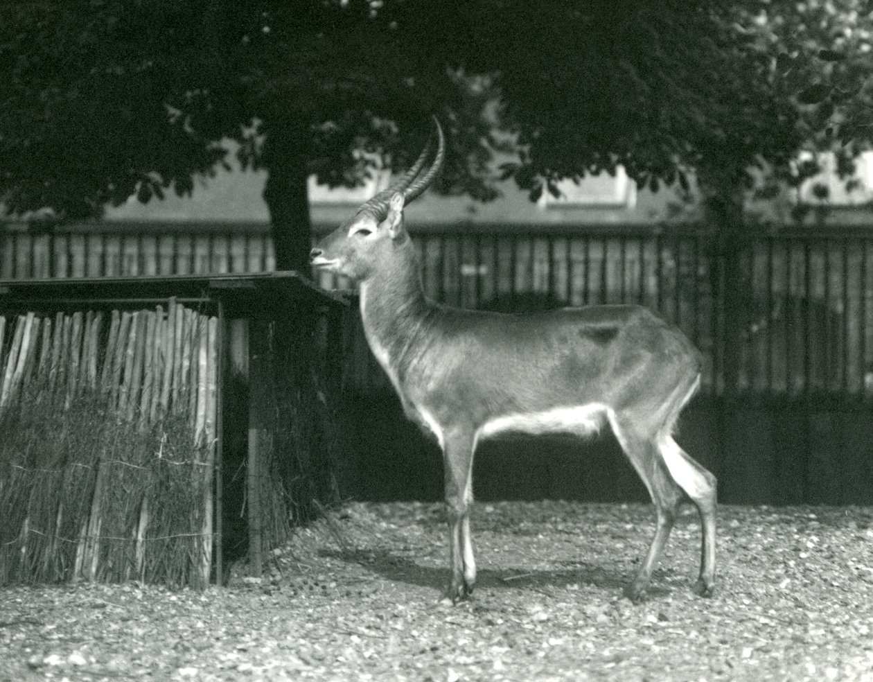 A Red Lechwe at London Zoo, July 1924 by Frederick William Bond