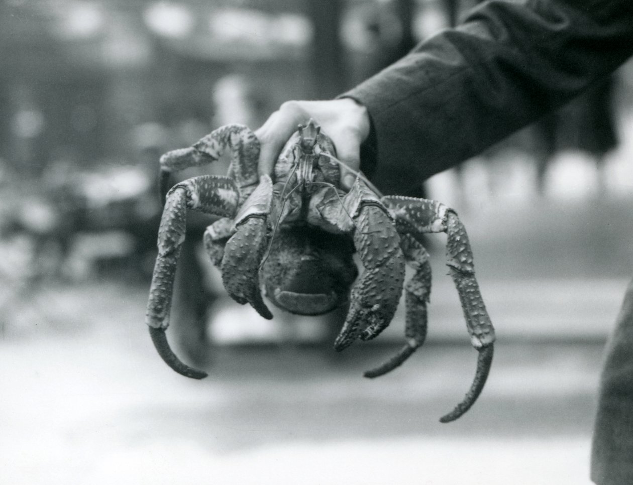 A Robber Crab, or Coconut Crab being held up by a keeper at London Zoo by Frederick William Bond
