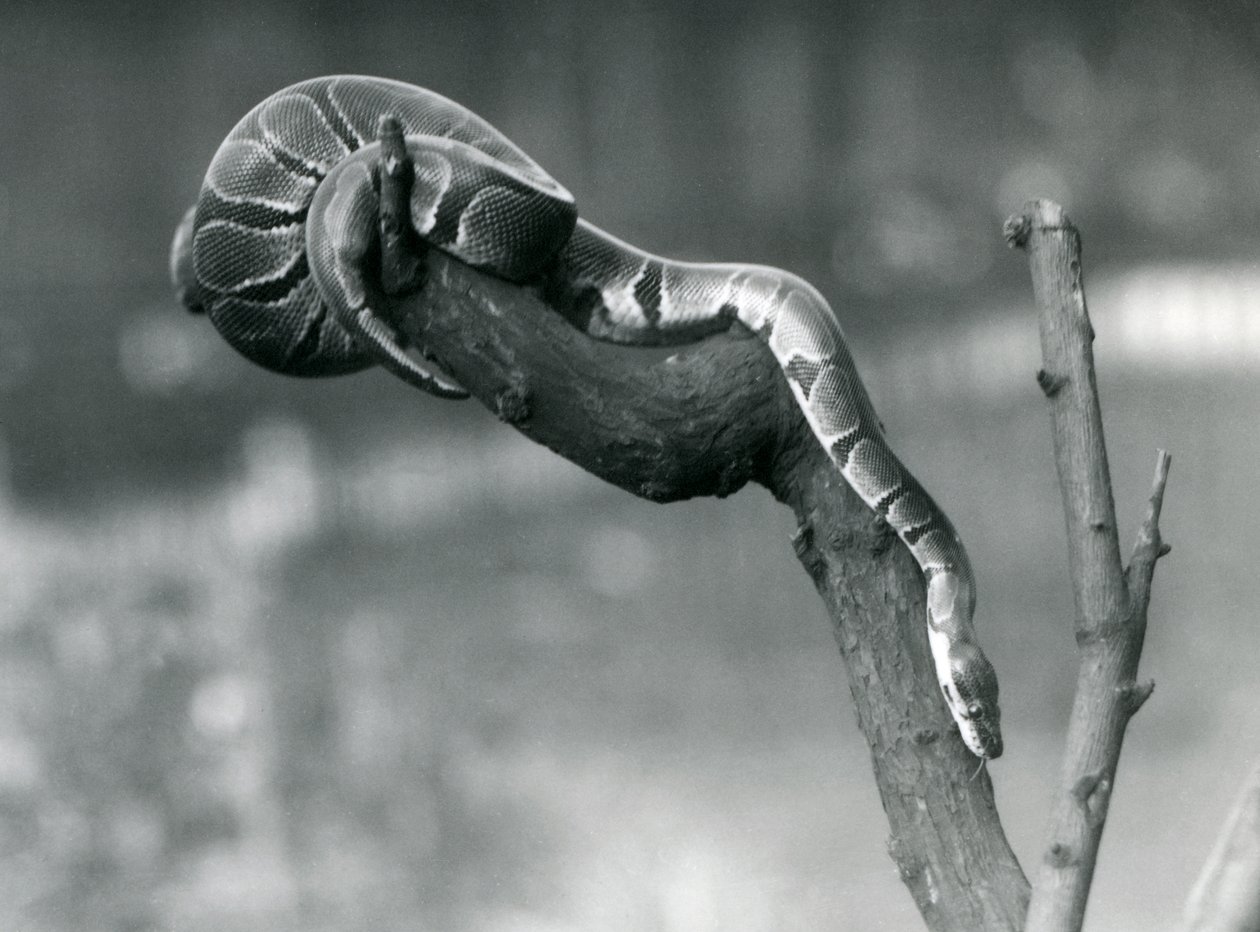 Royal Ball Python Making Its Way Down a Branch at London Zoo, October 1925 by Frederick William Bond