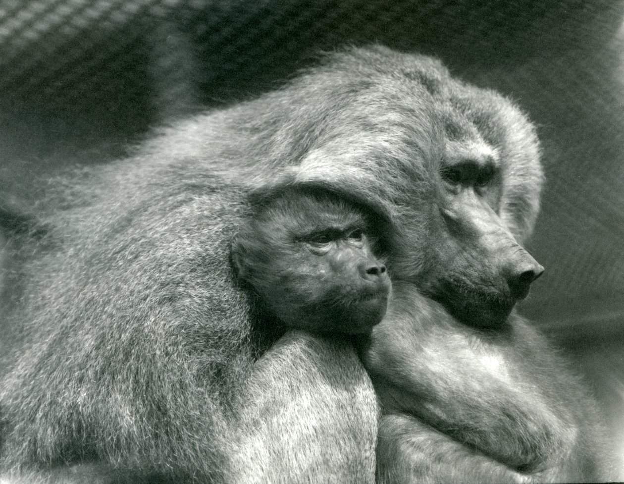 A Sacred Baboon with Its Young at London Zoo by Frederick William Bond