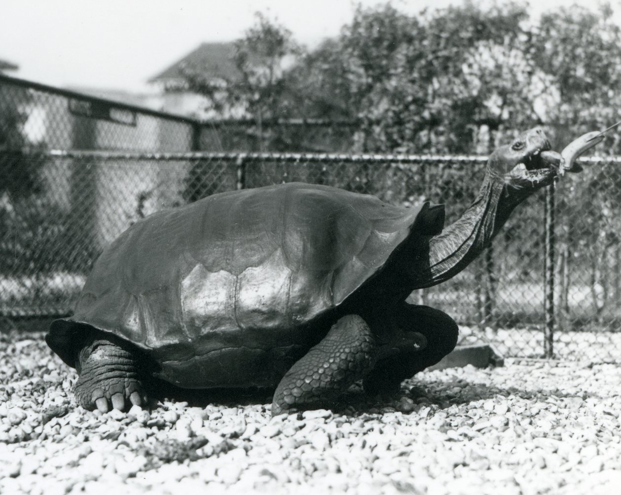 A Saddleback, Galapagos Tortoise Being Fed with a Banana on a Stick by Frederick William Bond