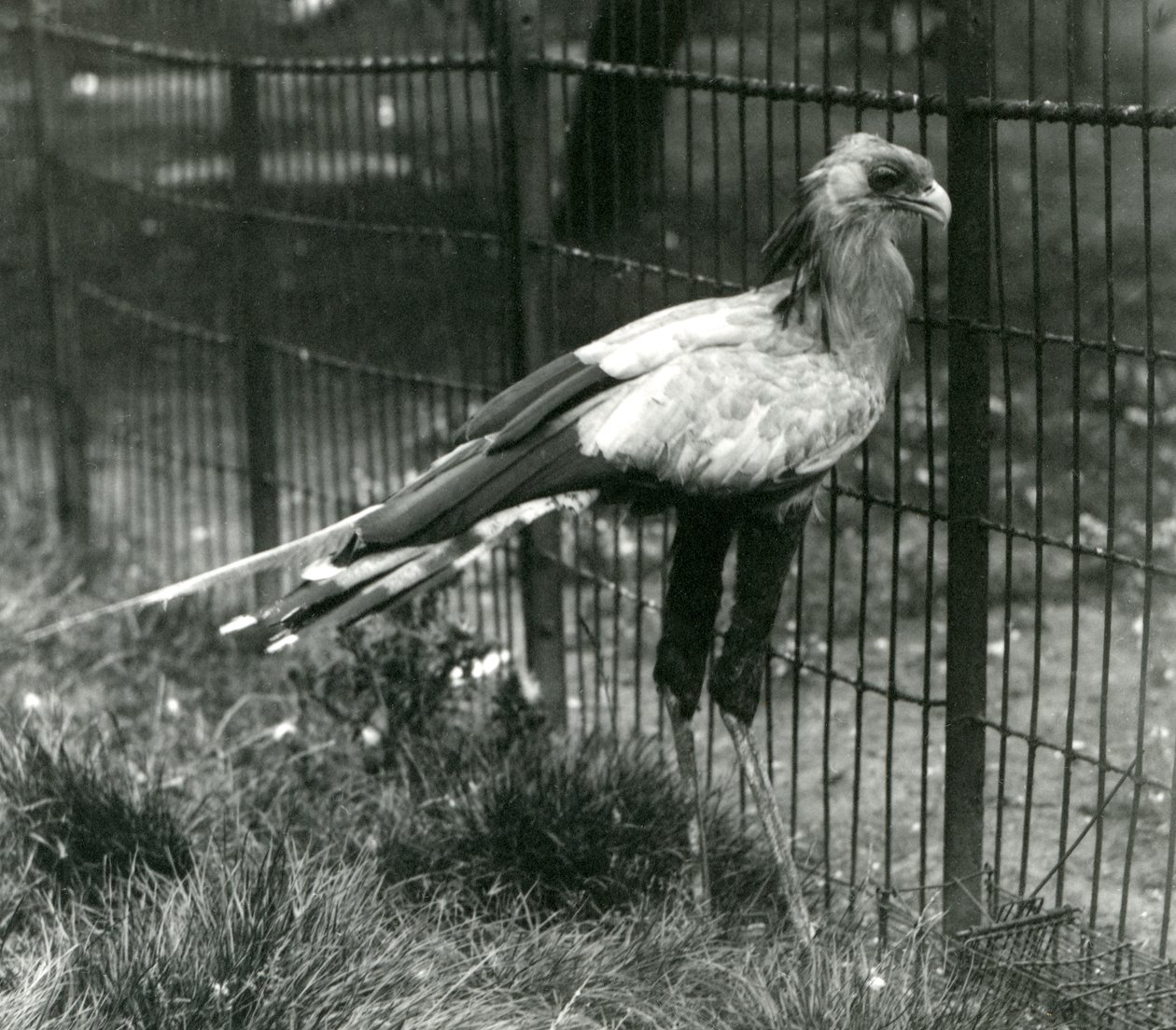 Secretary Bird at London Zoo, September 1923 by Frederick William Bond