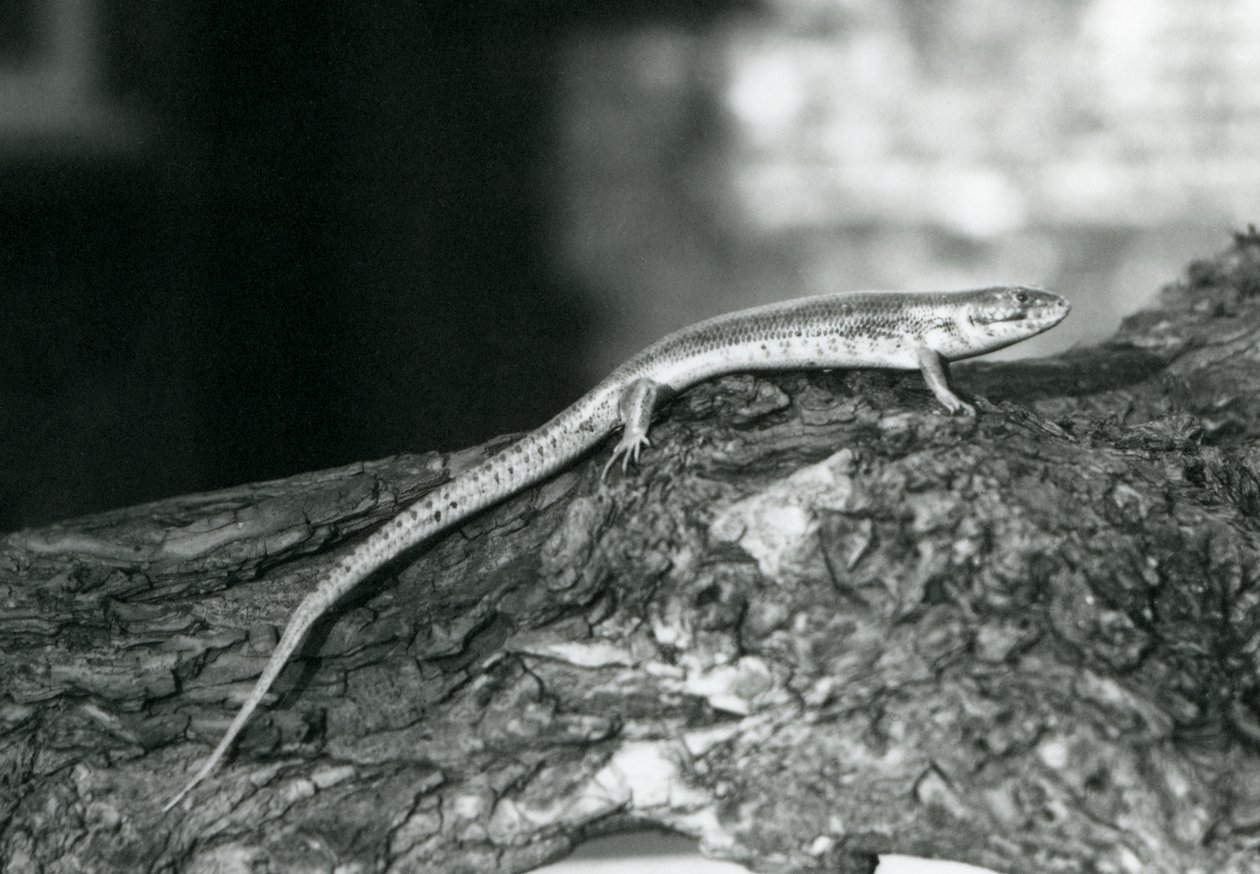 A Skink resting on a log at London Zoo in 1929 by Frederick William Bond