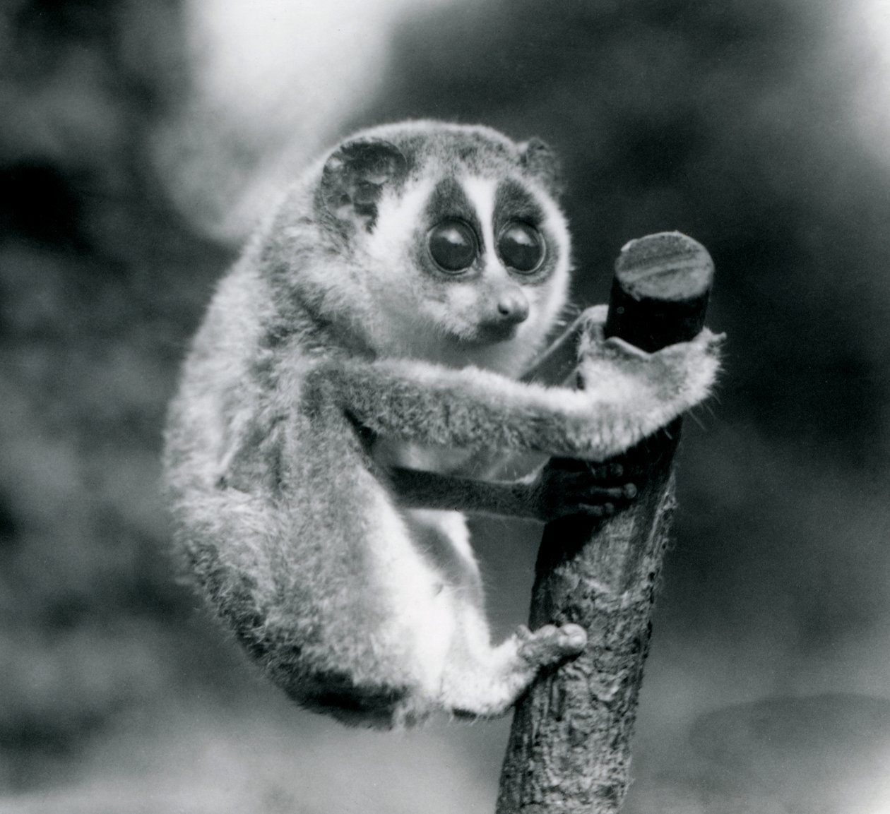 A Slender Loris Holding on to the End of a Branch, London Zoo, August 1926 by Frederick William Bond