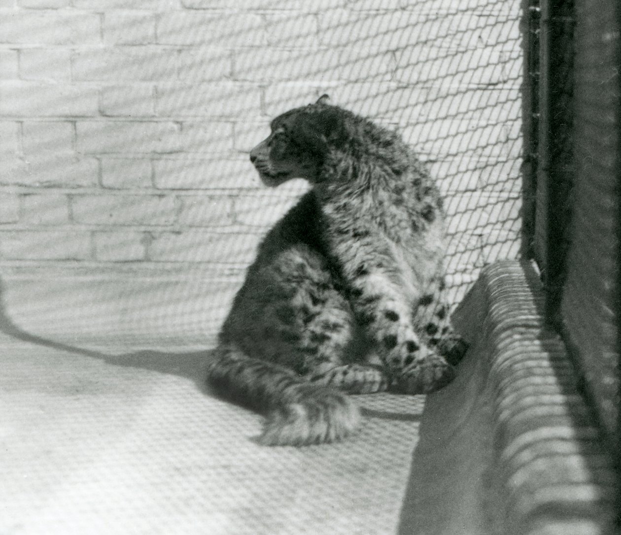 A Snow Leopard Sitting on the Floor, London Zoo by Frederick William Bond