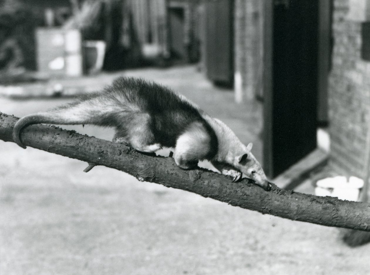 A Southern Tamandua/Collared Anteater/Lesser Anteater, walking along a branch at London Zoo by Frederick William Bond
