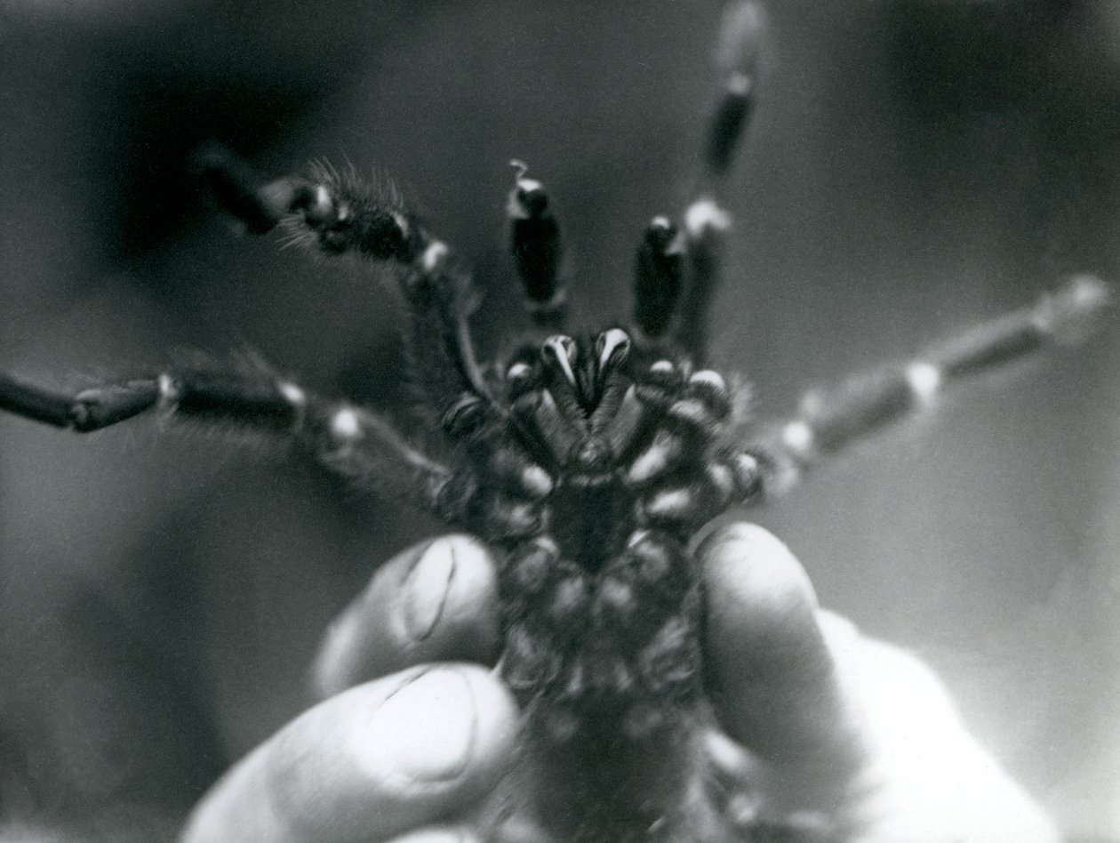 A Tarantula being held up to show its fangs from below, London Zoo, October 1925 by Frederick William Bond