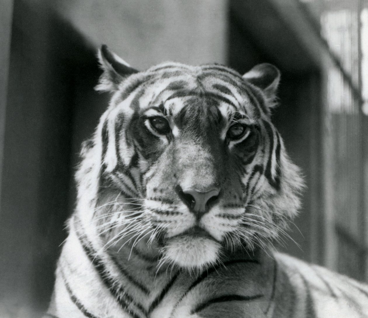 A Tiger at London Zoo in July 1924 by Frederick William Bond