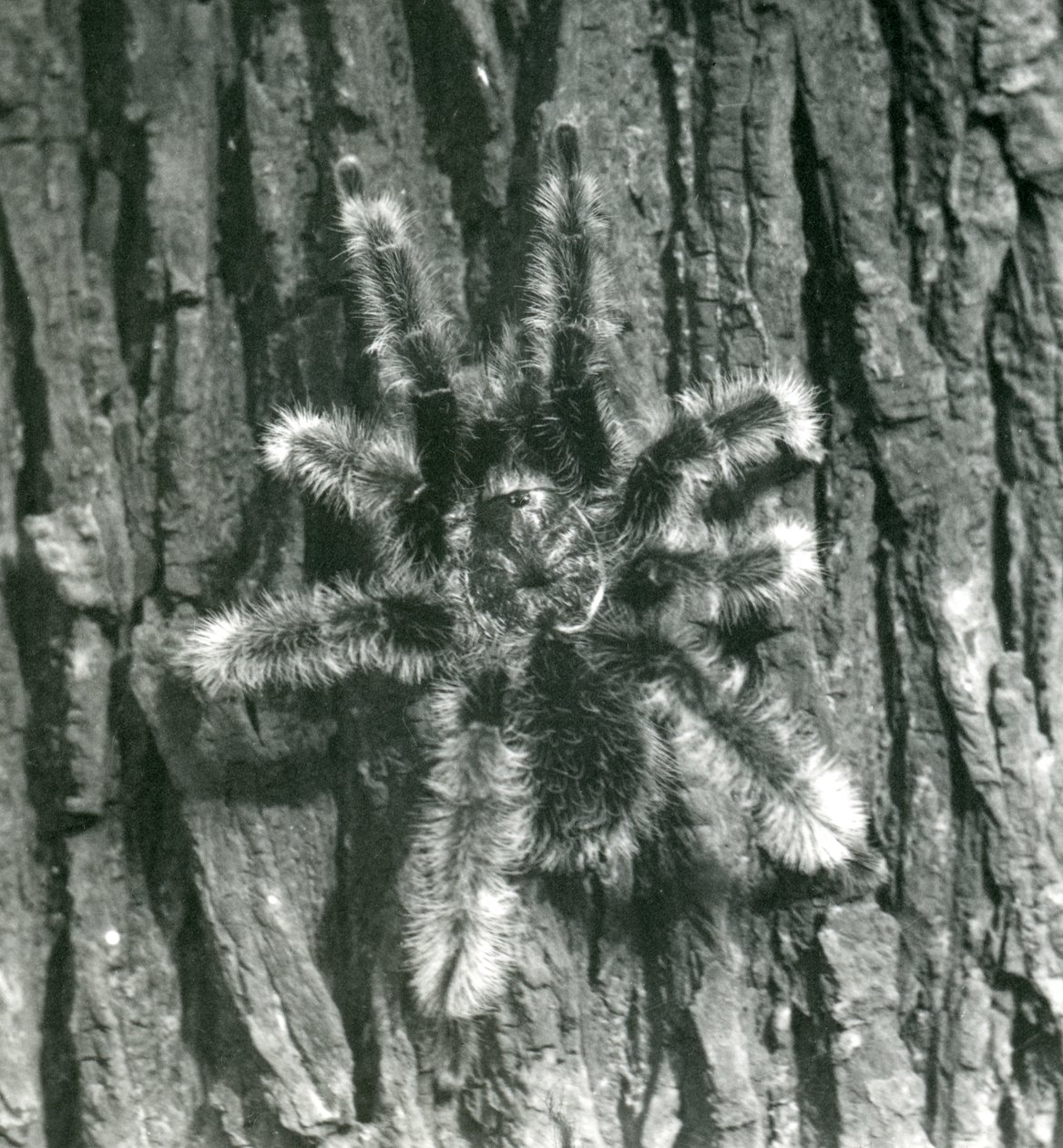 A Trinidad Chevron Tarantula on the bark of a tree trunk, London Zoo, October 1926 by Frederick William Bond