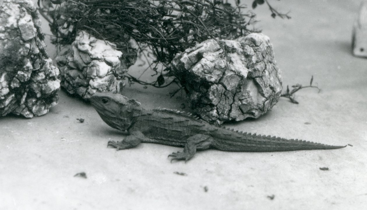 A Tuatara at London Zoo by Frederick William Bond